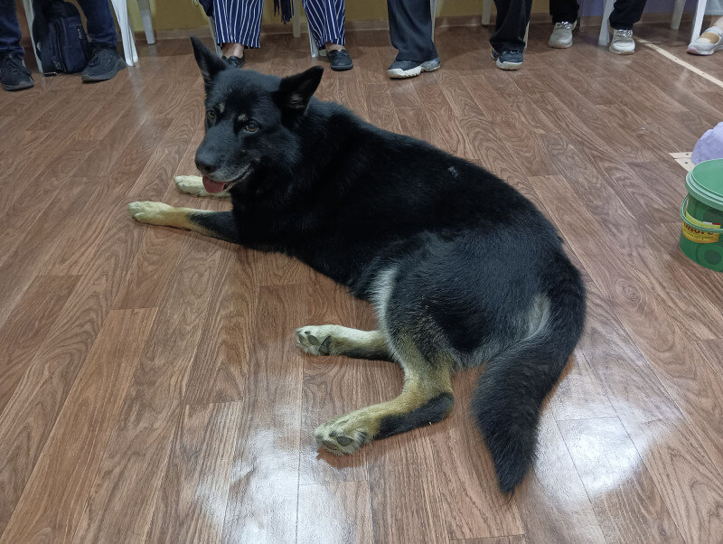 Собака жуковский. Агат собака. Хаски лайн для аутбек 2009. Потеряшки москва. Потеряшки москва.