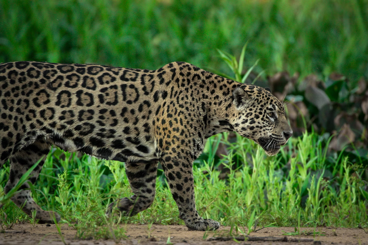 Растение леопард. Леопард лежит. Серрадо животные. Ягуар и крокодил. White Jaguar animal.