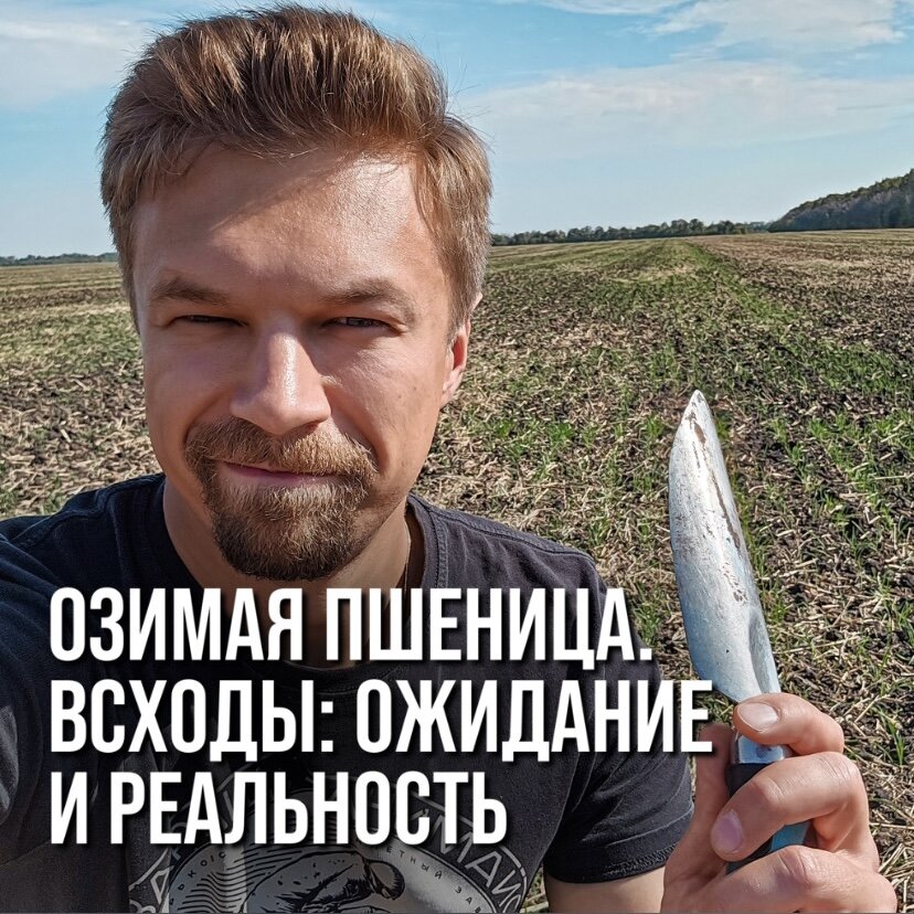 ОЗИМАЯ ПШЕНИЦА. ВСХОДЫ: ОЖИДАНИЕ И РЕАЛЬНОСТЬ