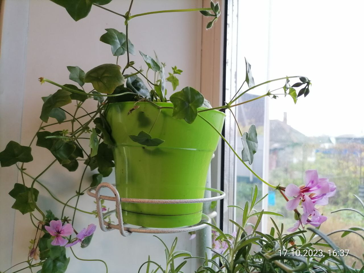 Пеларгония плющелистная ампельная в дом попала черенком