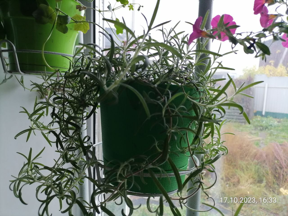 Молодой куст розмарина из черенка, взятого со старого куста