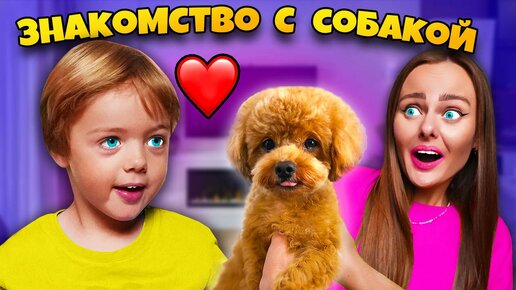 Download Video: СОБАКА ЗНАКОМИТСЯ С МОИМ СЫНОМ! Подписчики управляют нашей собакой