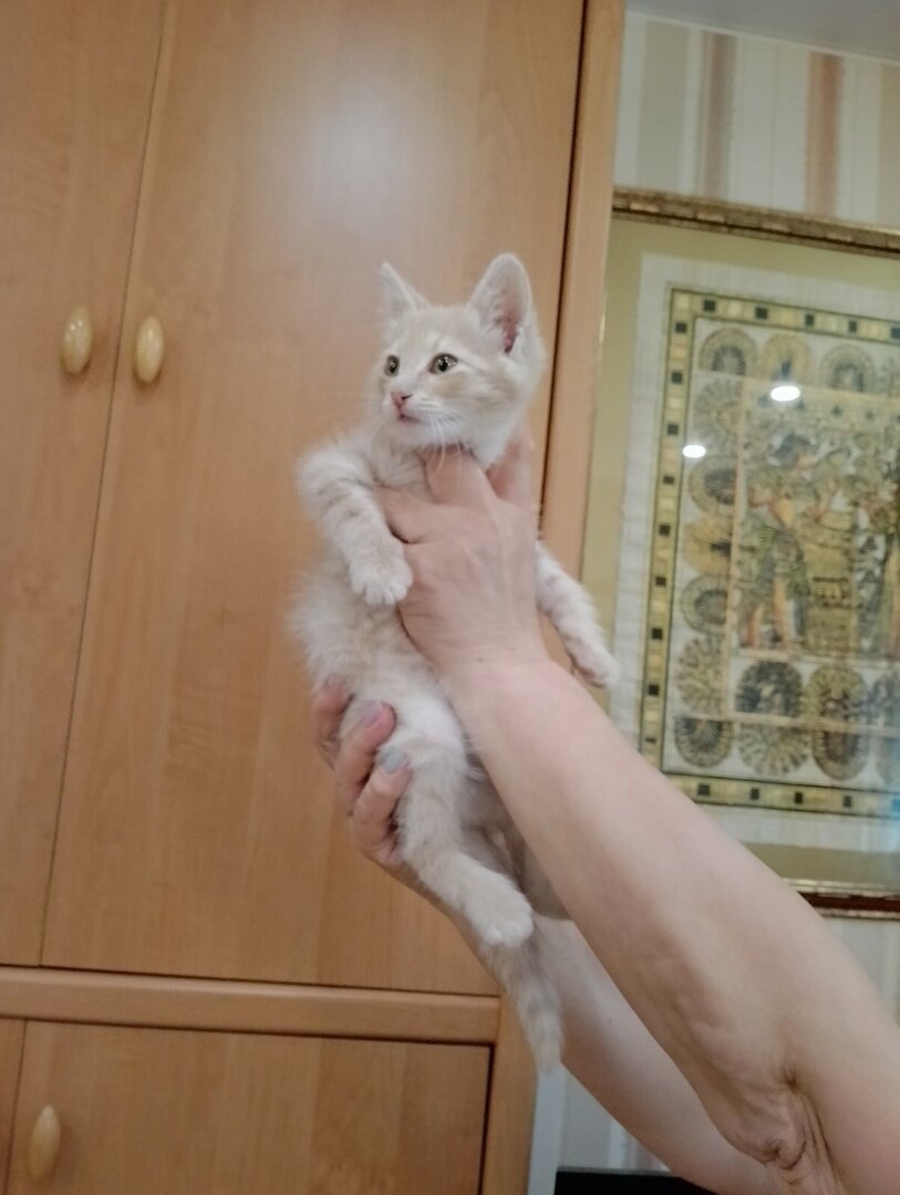 Период половой зрелости