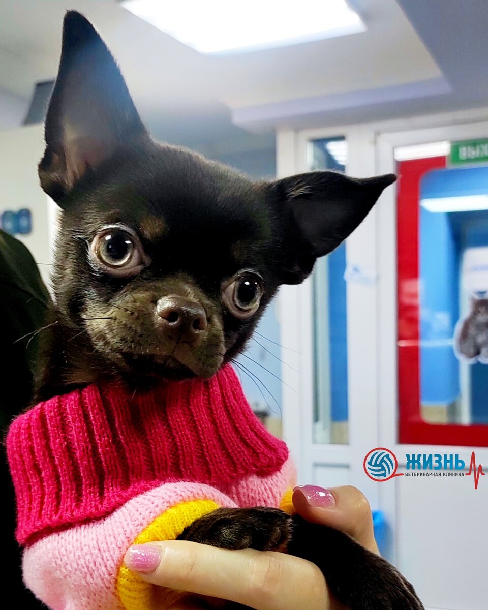 Щенок чихуахуа на ручках у хозяйки в ветклинике в Калуге "Жизнь"