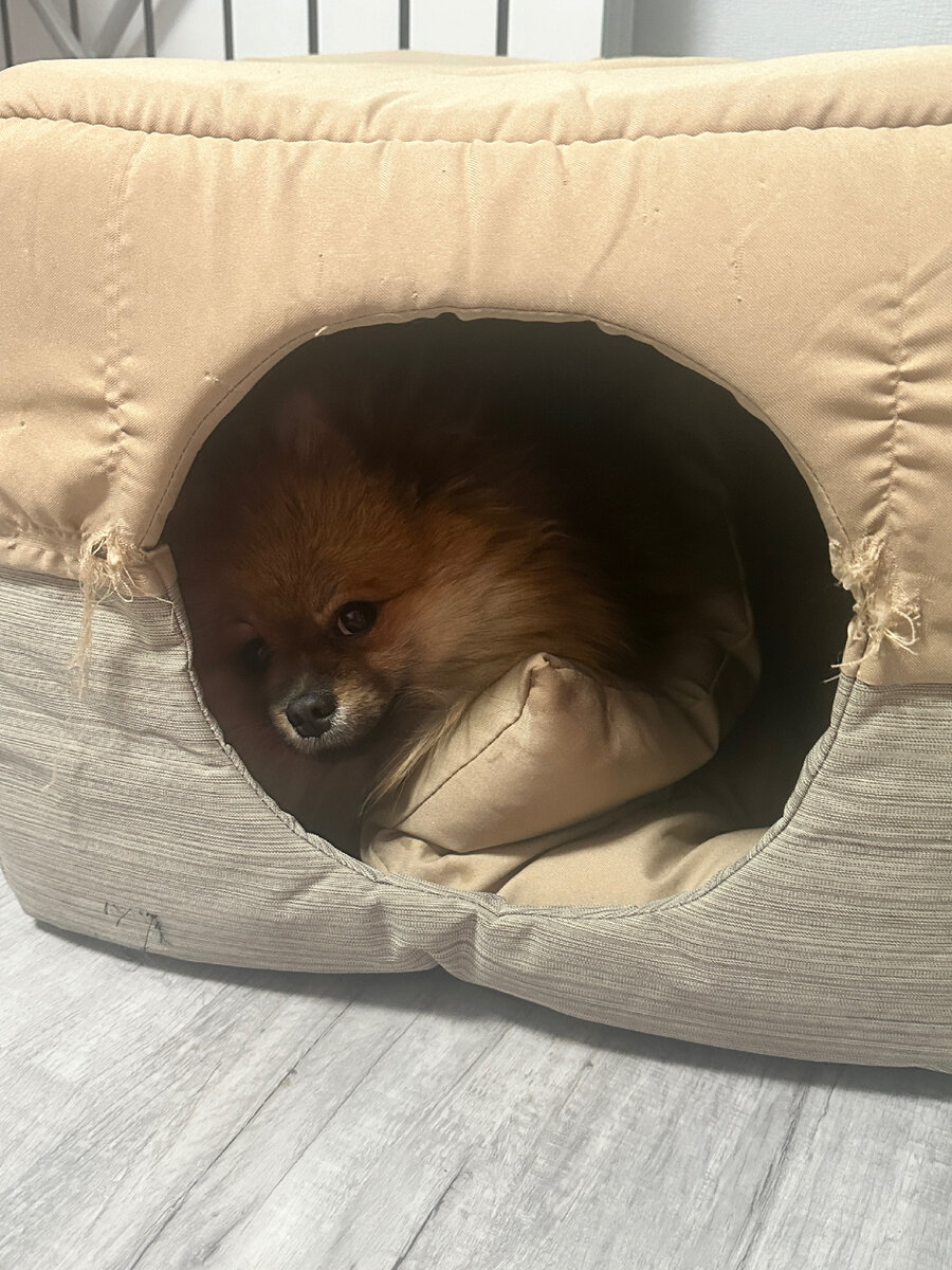 #померански шпиц # лисенок 