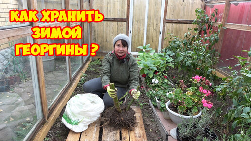 Скачать видео: Как хранить зимой георгины? Проще, чем Вы думаете!