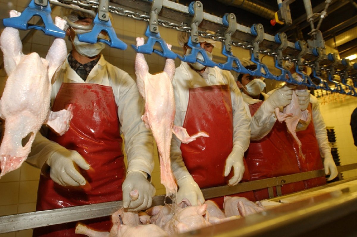    Куриный прогноз.