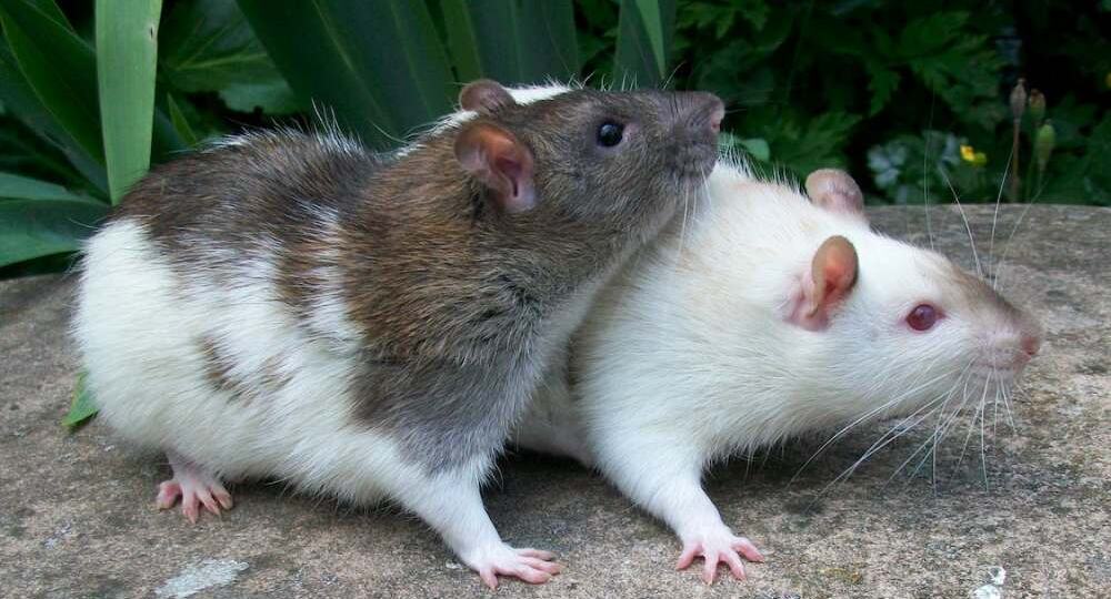 Защищаем дом и участок от мышей: самые эффективные средства для осеннего сезона