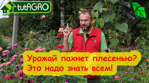 УРОЖАЙ ПАХНЕТ ПЛЕСЕНЬЮ, ЛЕКАРСТВОМ? Вот что надо делать. Это полезно знать всем! Плесень в подвале, квартире, на балконе.