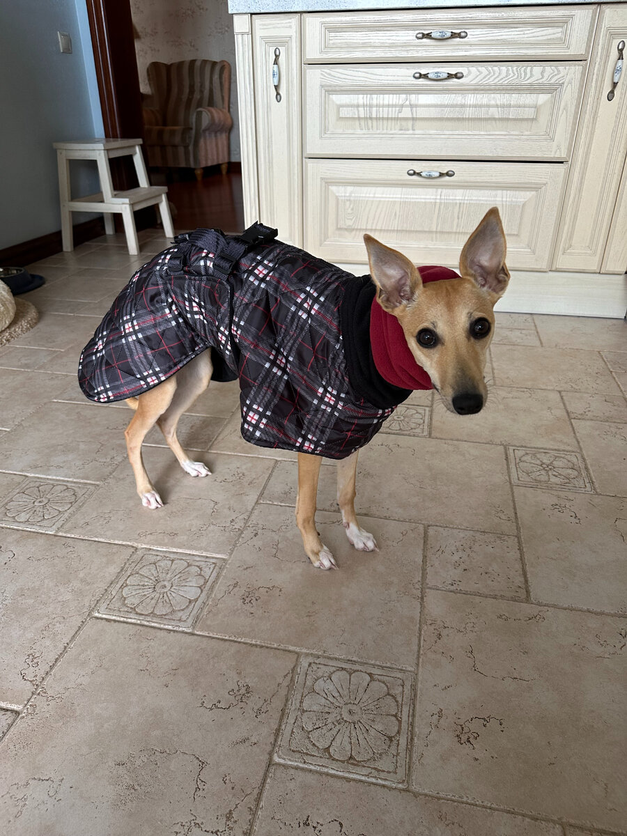 Одевать собаку или нет, во что и при какой температуре | Жизнь с ...