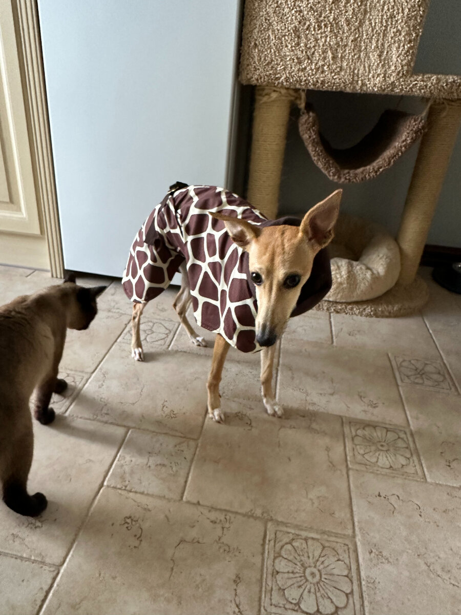 Одевать собаку или нет, во что и при какой температуре | Жизнь с ...