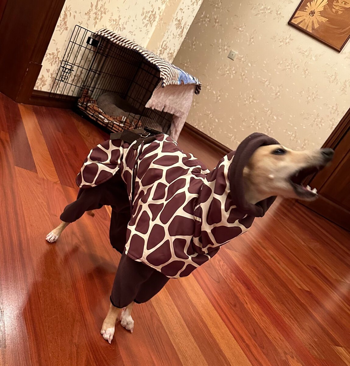 Одевать собаку или нет, во что и при какой температуре | Жизнь с ...