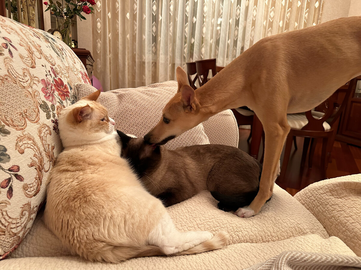 Одевать собаку или нет, во что и при какой температуре | Жизнь с ...