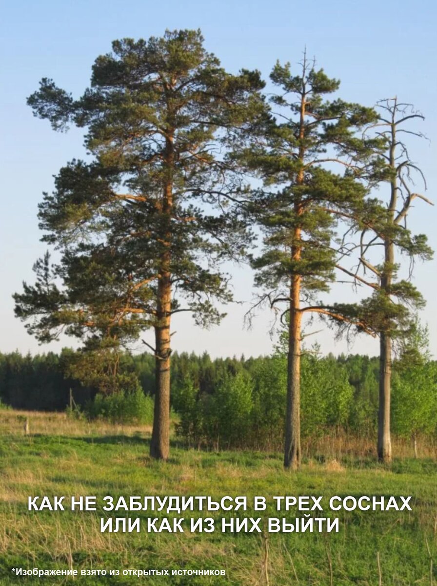 Высоко сосны стоят плотной. Карельская сосна дерево. Три сосны Каменка. Три сосны Курганская область. Три сосны Северодвинск.