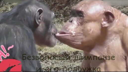 Обезьяна накрашенная