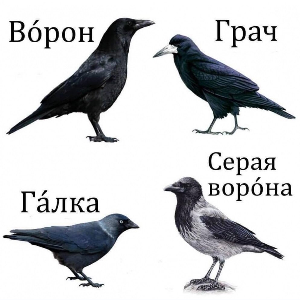 Ворон ворона Галка Грач. Ворона Галка Грач разница. Грач и ворон различия. Ворон ворона Галка отличия.
