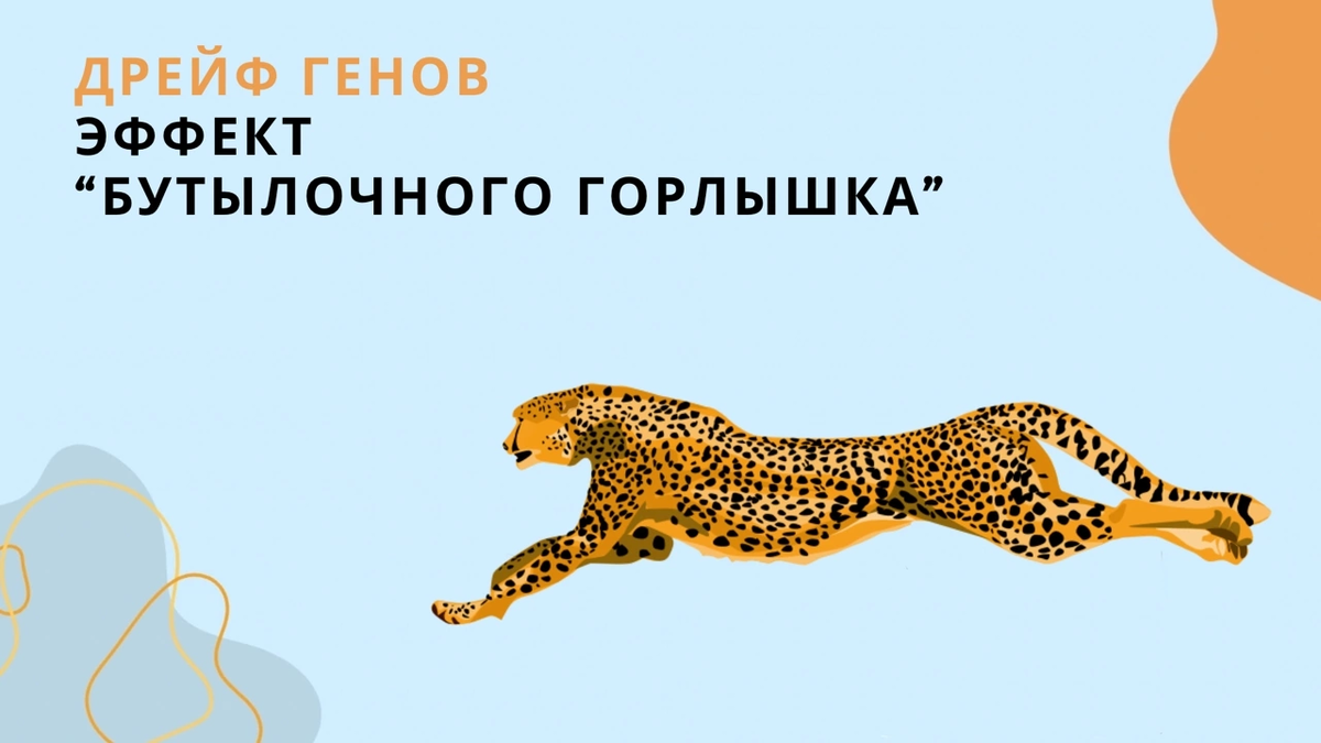 Дрейф генов и эффект «бутылочного горлышка» | Биология с Марией ...
