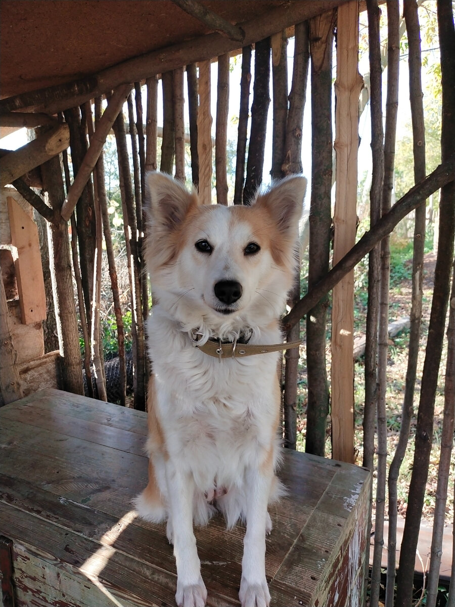 Выжившая. Тогда была балбеска, а сейчас - самая умная собака в селе ( из всех оставшихся)