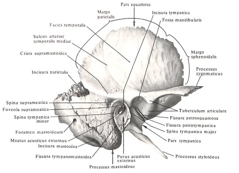 Сонный канал. Височная кость шилососцевидное отверстие. Височная кость черепа анатомия Синельников. Височная кость строение Синельников. Строение пирамиды височной кости.