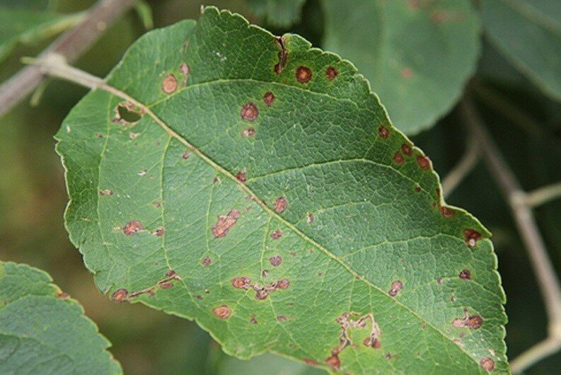 Болезнь деревьев-парша