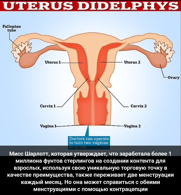 Строение женских половых органов