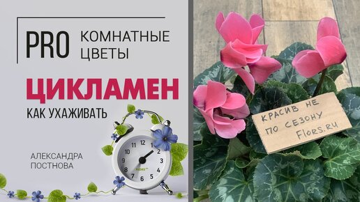 Цикламен - цветущее зимой комнатное растение. Домашние цветы необыкновенной красоты.