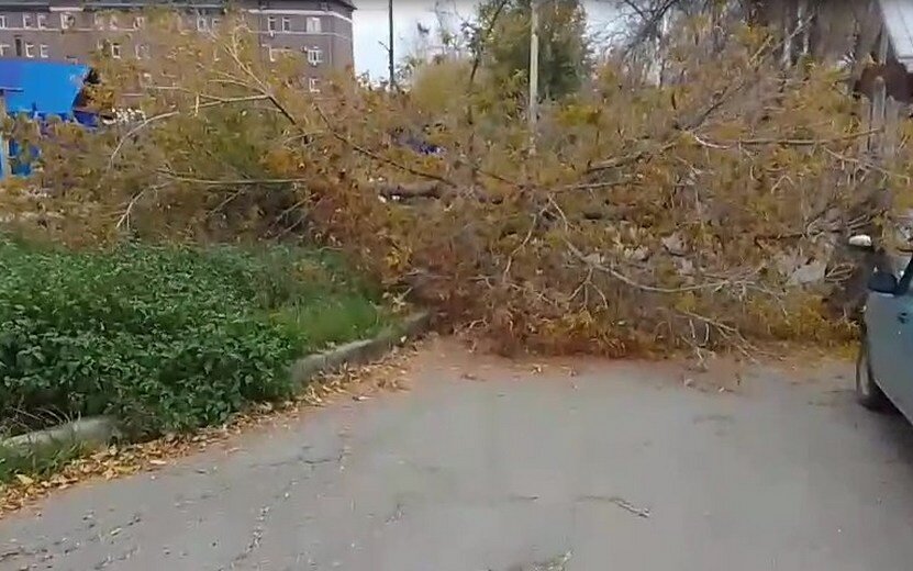    Упавшие деревья и отключения светофоров: как Ижевск пережил ураганный вторник