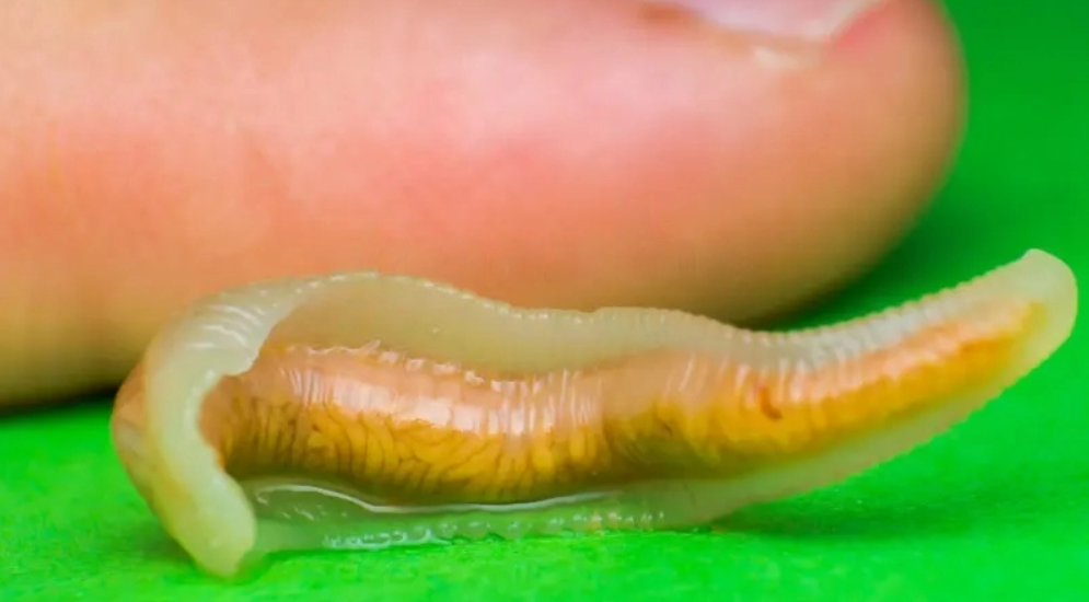 Язык червяка. Мокрица-паразит cymothoa exigua. Личинки трупных червей. Мокрица жук личинки. Ложноконская пиявка.