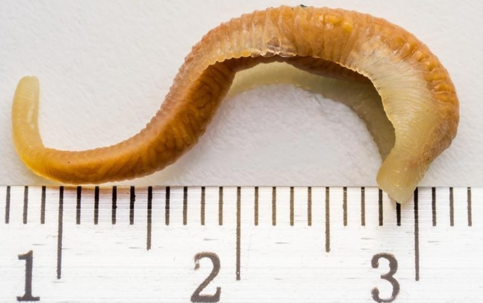 Белые червячки на языке. Язык червяка. Морская минога (petromyzon marinus). Самые отвратительные вещи. Язык червяка.