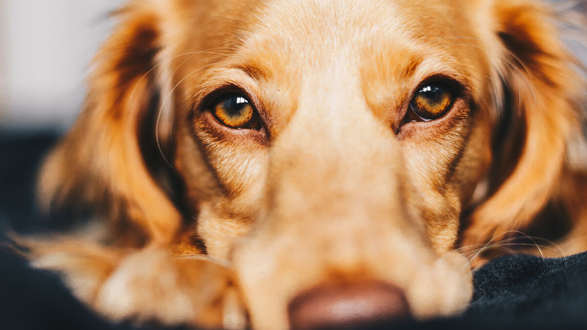 Есть мнение, что собаки могут пытаться разрушить человеческие отношения в угоду своим собственным интересам. Фото Ryan Walton/Unsplash