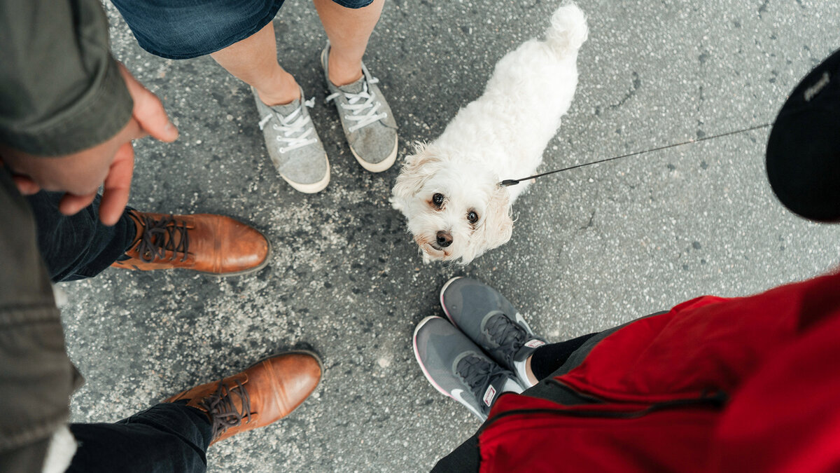 Конфликт на пустом месте  - оба владельца стремятся к «ответственному содержанию», но каждый из них вкладывает в это понятие свой смысл. Фото Andrik Langfield/Unsplash