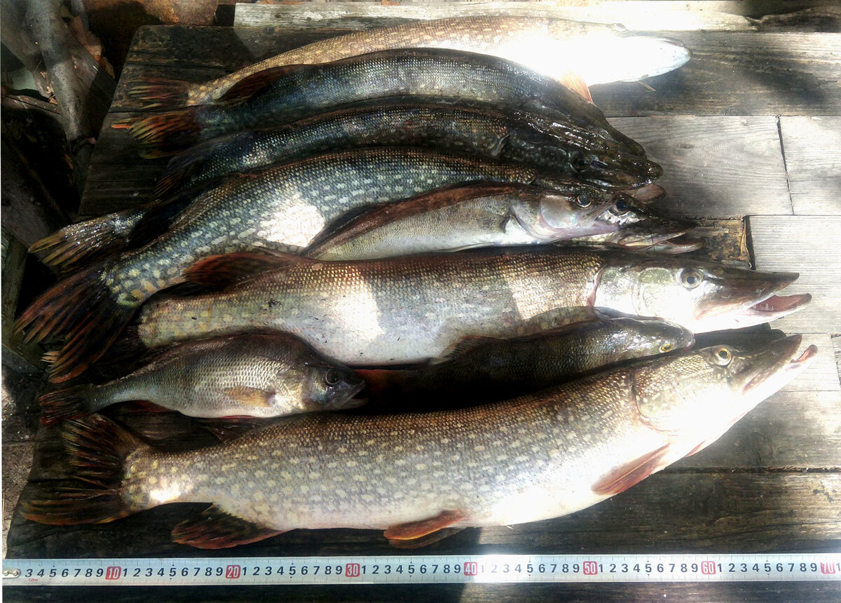 Один из удачных летних дней. Поймано разного: щука, судачок, пара окунишек. Фото автора. 