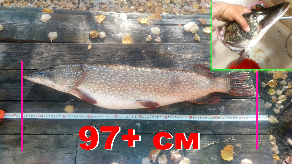 Щука ~7кг (примерно 1м в длину). Лето-осень-2023. Фото автора.