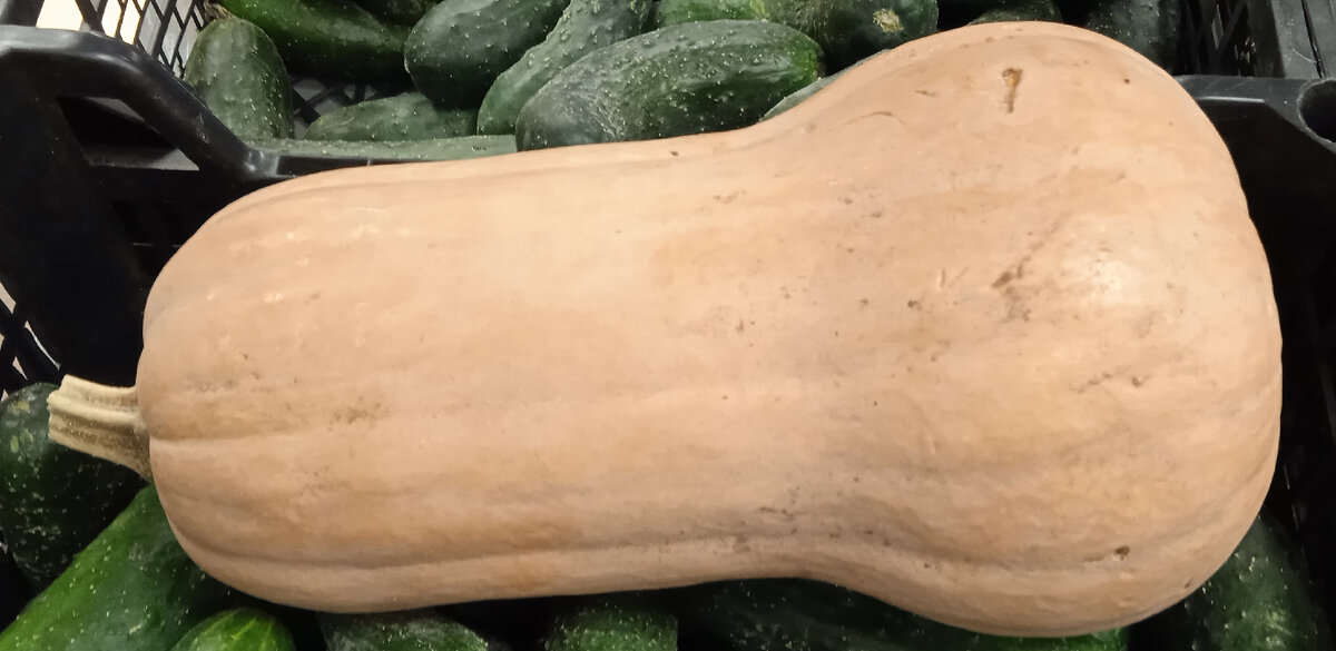 Бутылочная тыква