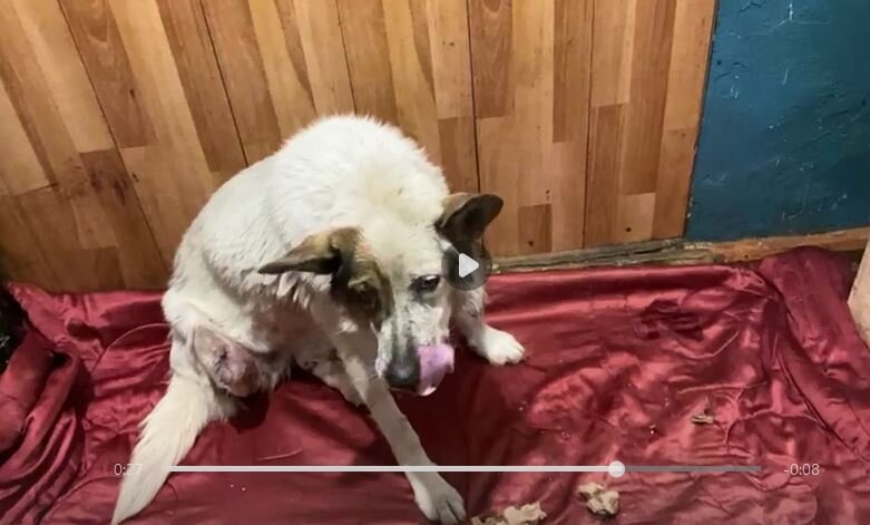 Уна в приюте