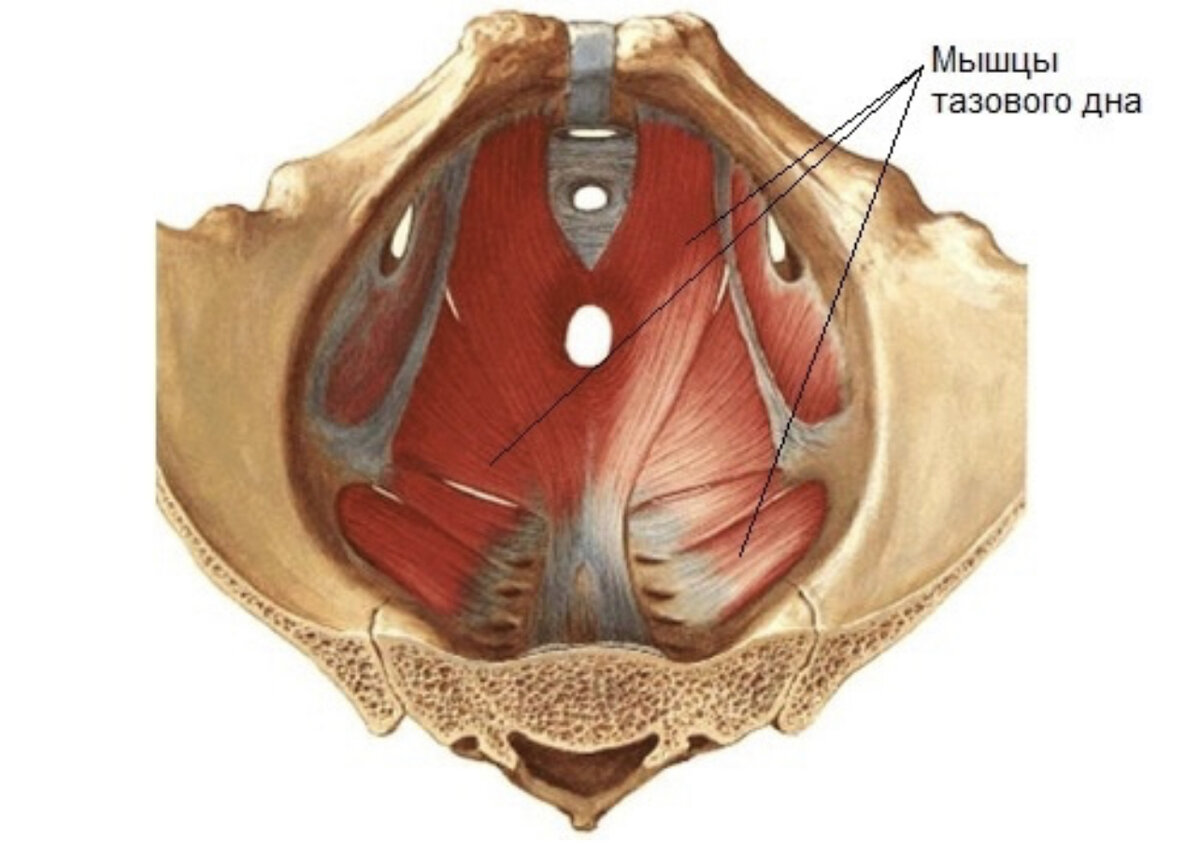 Мышцы тазового дна у женщин фото схема анатомия