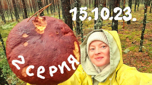 Сбор грибов ЛО озеро Чёрное 15.10.23 ливень в сказочном лесу #nature #mushroom #forest #грибы fkrttps://youtu.be/lqv1dq4QzhM?si=oearEfbewabl