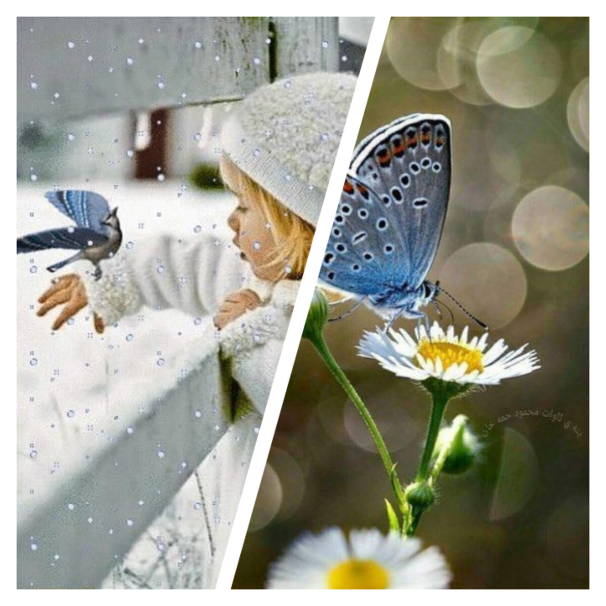 Коллаж автора 