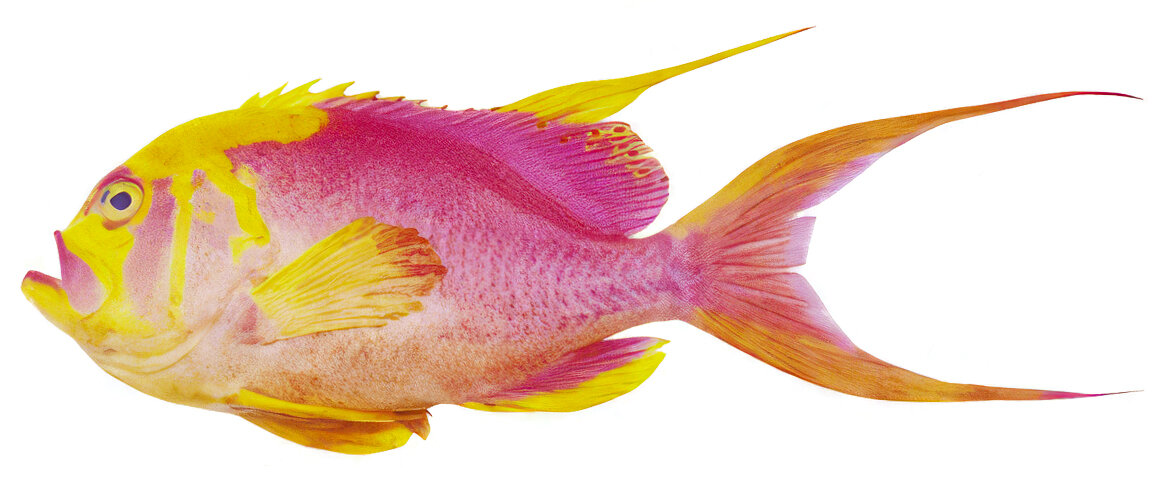 Meganthias natalensis