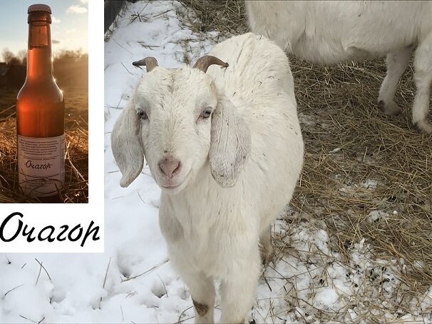 Вот эта   та  тихоня, которая   проходила  с козленком до февраля.