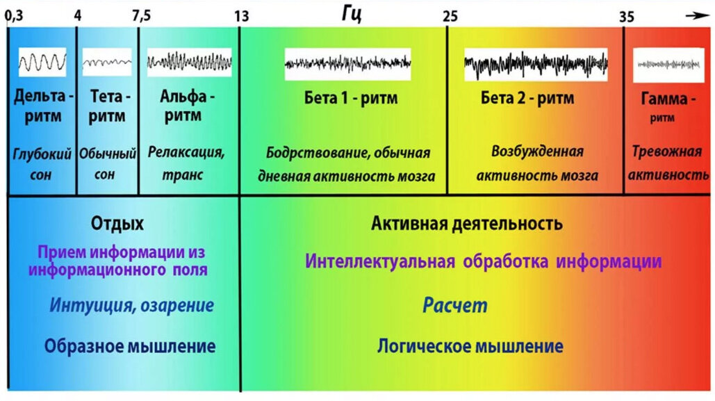 Тета состояние. Альфа ритм и бета ритм головного мозга. Ритмы Альфа бета тета Дельта. Мозговые волны Альфа бета тета гамма Дельта. Альфа бета гамма тета волны частоты мозга.