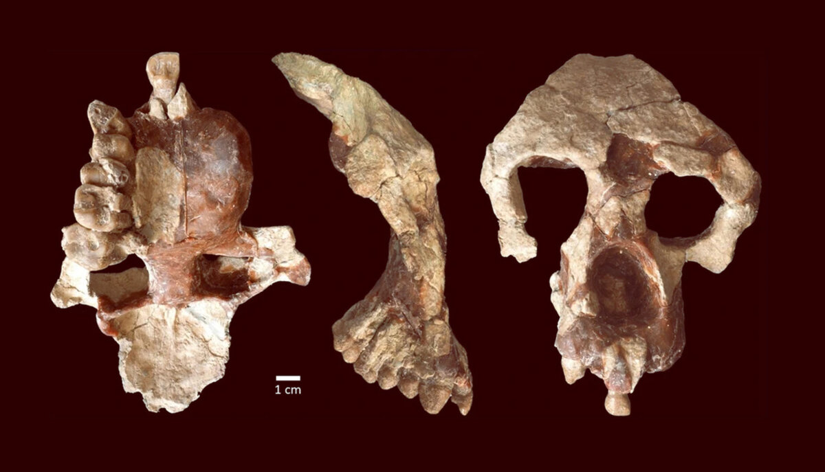 Anadolovius turkaya - источник https://cdn.sci.news
