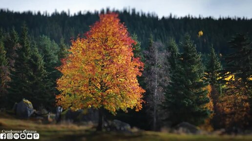 Гид по форматам в Дзене