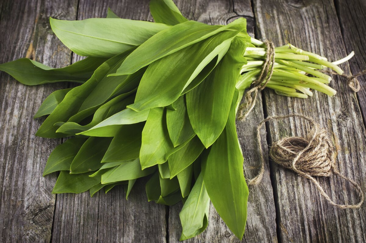     Как вырастить черемшу: описываем тонкости процесса