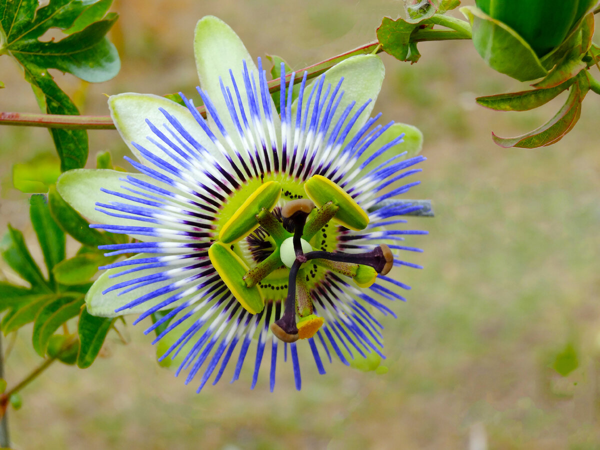 Пассифлора
