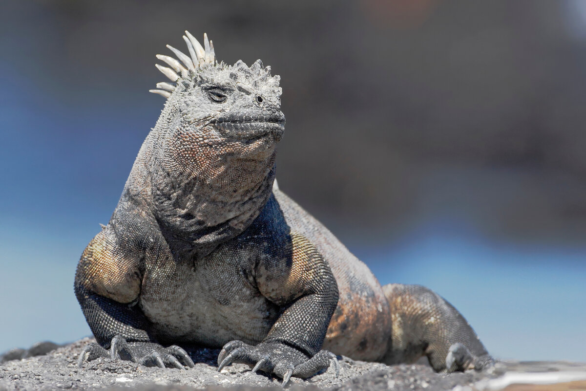 Поиск других животных в округе