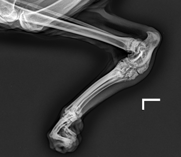 Остеохондродисплазия у кошек на рентген-снимках