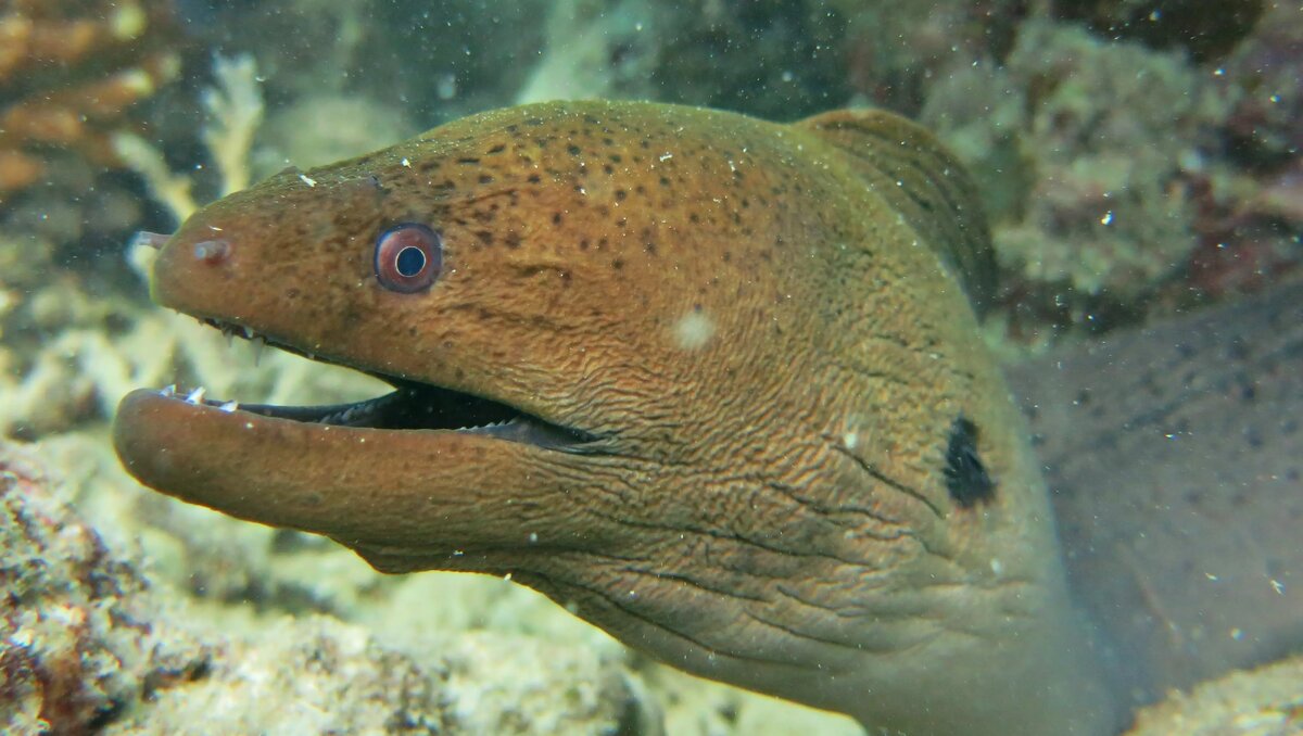     Эксперт рассказал о противостоянии Ростовской области и Краснодарского края, пока в Ростове тушили пожары и искали потенциального «владыку города».