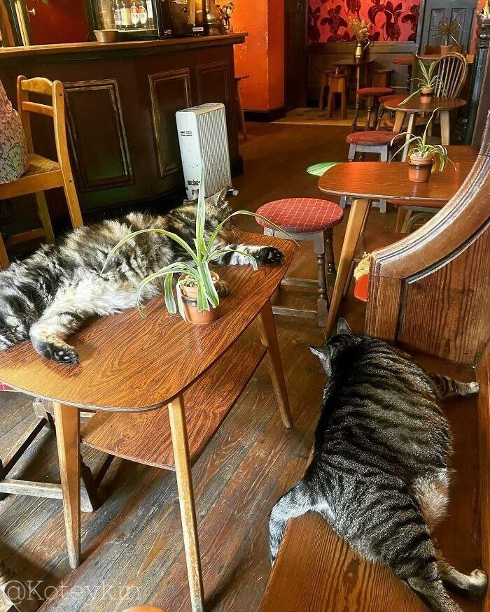 У котов здесь свои порядки