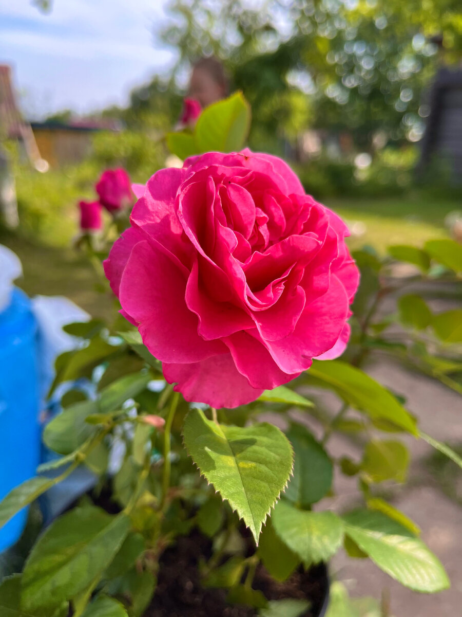 Горшечные розы не уступают красотой и ароматом своим благородным сестрам